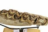 Fossil Irish Elk (Megaloceros) Jaw Section - North Sea Deposits #264733-3